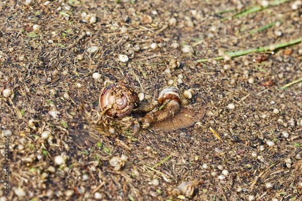 Obraz Dead snail