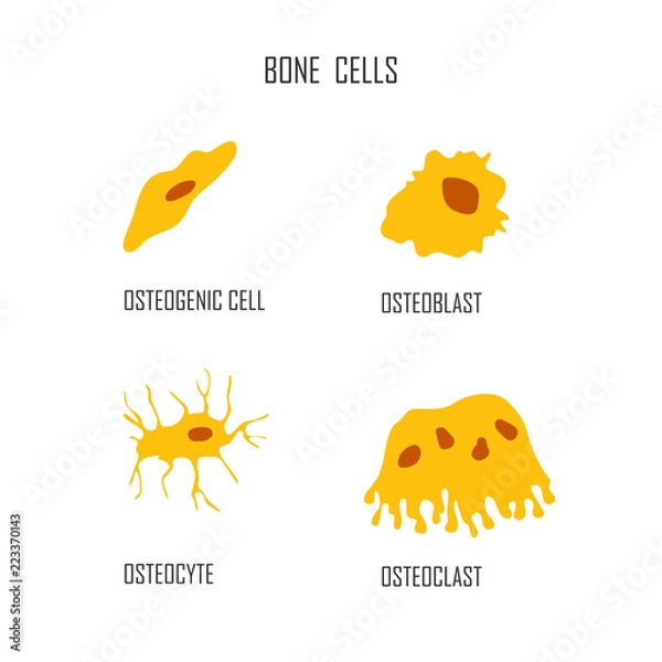 Obraz bone cells osteon vector illustration flat style