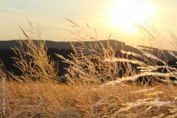 Obraz Feld Acker Sommer Summer Grain Weizen Getreide