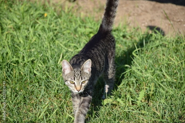 Fototapeta Kitten Batters