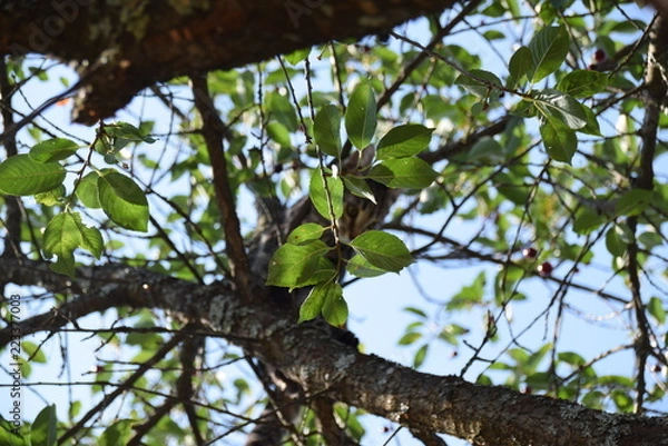 Fototapeta Kitten Batters