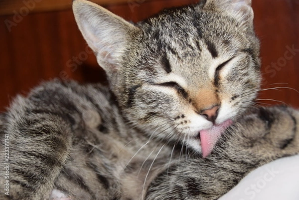 Fototapeta Kitten Batters