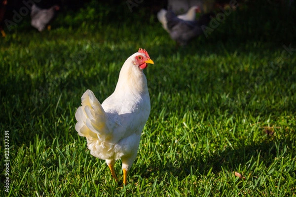 Fototapeta Beautiful chickens