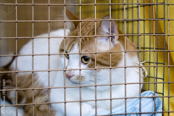 Obraz Sad red cat breeds bobtail in a cage at the exhibition