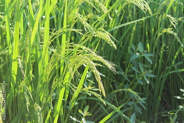 Fototapeta もうすぐ稲刈り