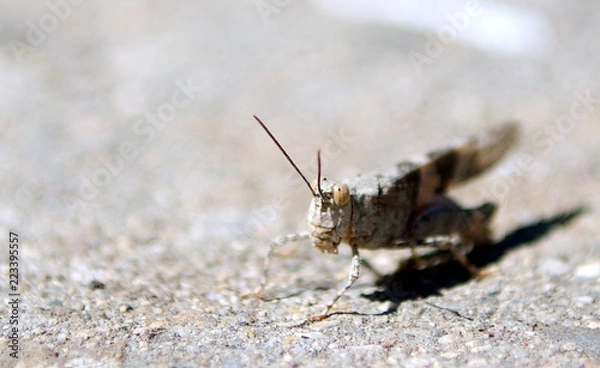 Obraz Young Grasshopper 