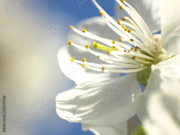 Obraz blossom - macro
