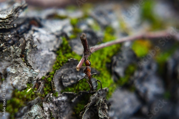 Obraz Hardworking ants carry twigs