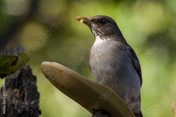 Fototapeta Sabiá-Poca