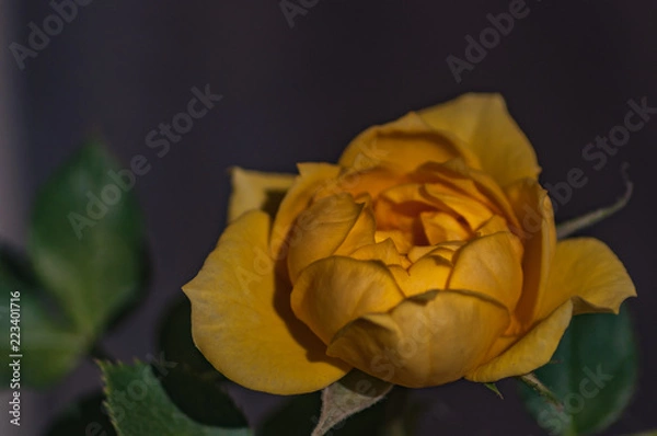 Obraz Yellow Rose