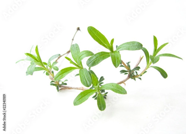 Fototapeta Bohnenkraut