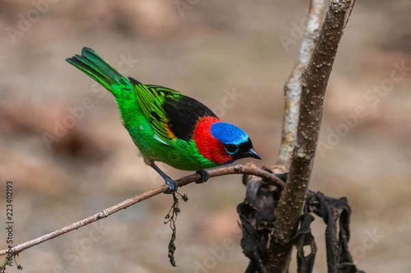 Obraz Saíra Militar