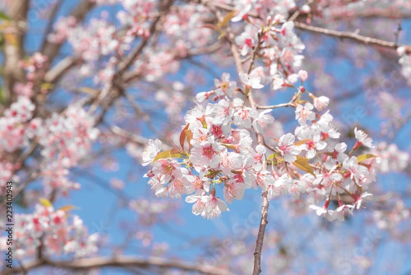 Fototapeta Flowers of the cherry blossoms on a spring day, Pink sakura flower, Himalayan cherry blossom, soft focus