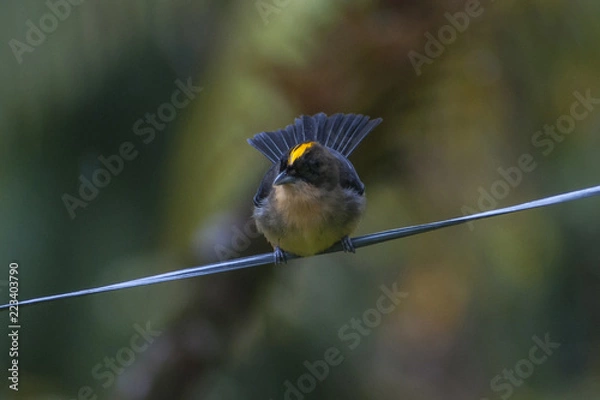 Obraz Tiê-de-topete