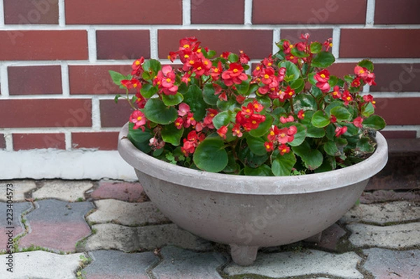 Fototapeta Red begonia semperflorens close up with brick wall on the background
