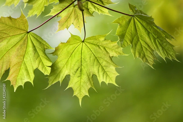 Fototapeta Fresh maple leaves