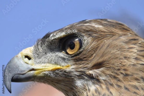 Obraz Aguila Perdicera