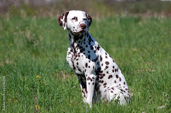 Fototapeta Dalmatiner