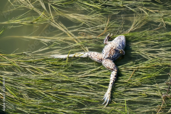 Fototapeta Dead frog float on the water surface (Pelophylax ridibundus)