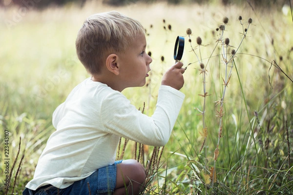 Fototapeta A small boy explores with a magnifying glass plants and insects