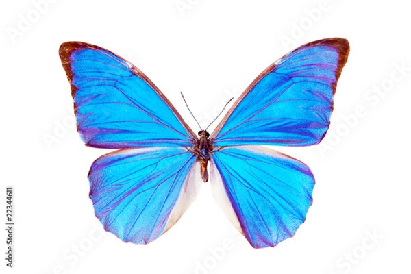 Obraz Butterfly - Morpho Anaxibia
