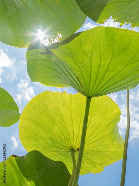 Obraz View underneath large lily pads