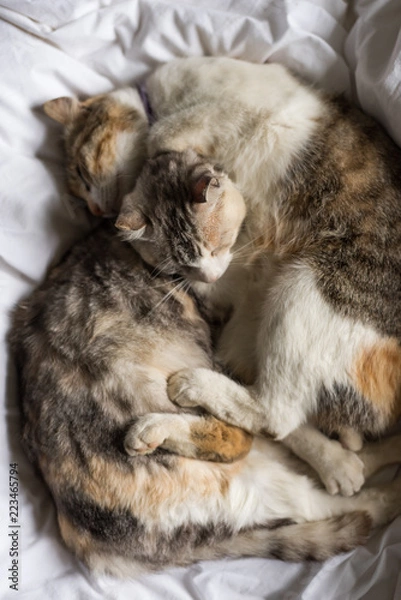 Obraz little cat lying on bed