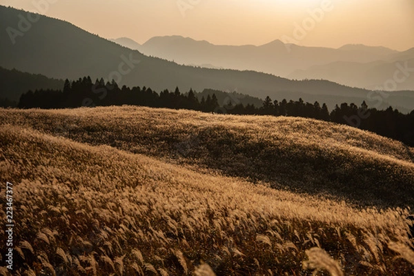 Fototapeta 曽爾高原のすすき