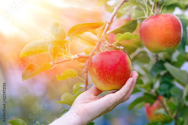 Fototapeta Sun's rays shine through leaves on ripe apples in orchard. Shallow depth of field.