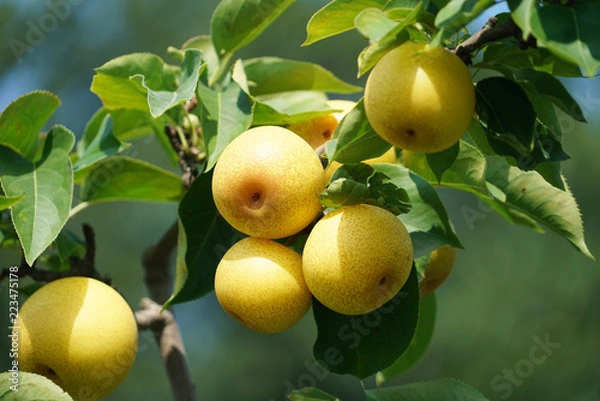 Obraz zamknąć na żółtym azjatyckich gruszy na drzewie