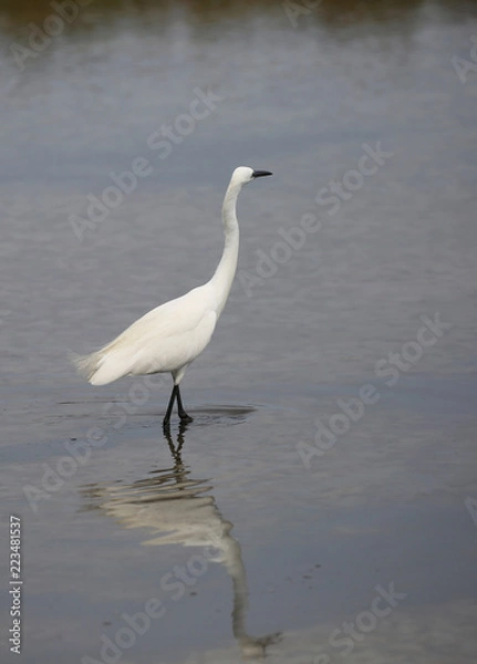 Fototapeta white heron with its reflection in the shallow water of the pond