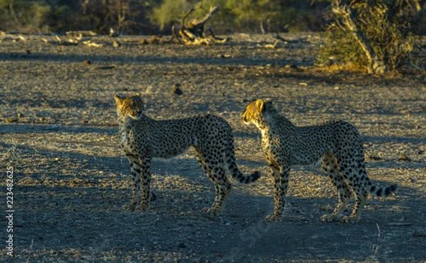 Fototapeta cheetahs
