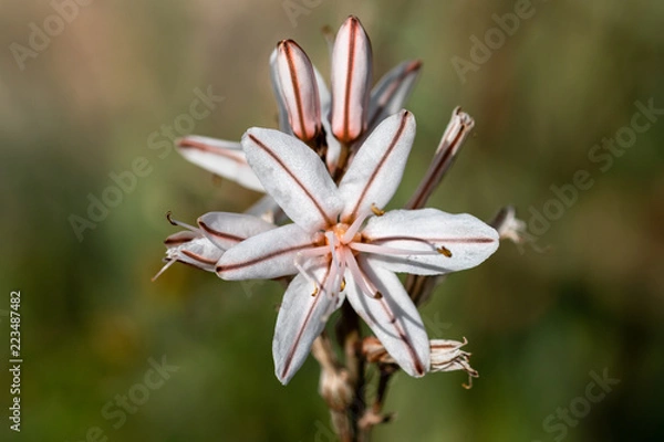 Fototapeta Summer Asphodel closeup shot with a blurred background