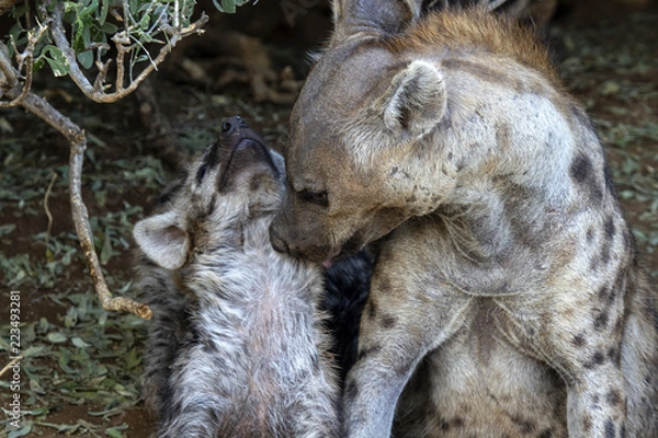 Fototapeta hyena cubs