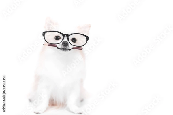 Obraz 鉛筆をくわえるチワワ