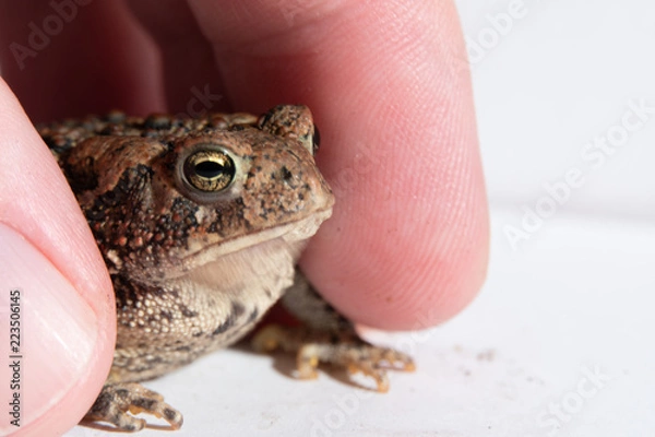 Obraz Toad in a hand 8