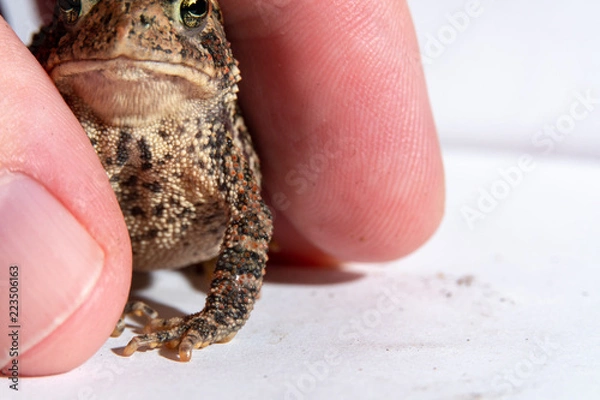 Obraz Toad in a hand 10