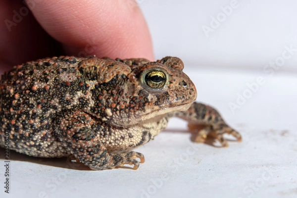 Obraz Toad in a hand 13