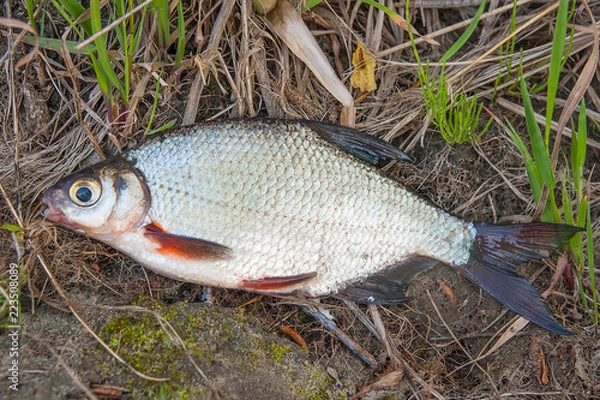 Fototapeta Close up view of the signle white bream or silver fish on the natural background. .