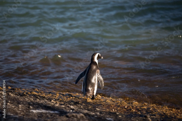 Obraz group of penguins in africa