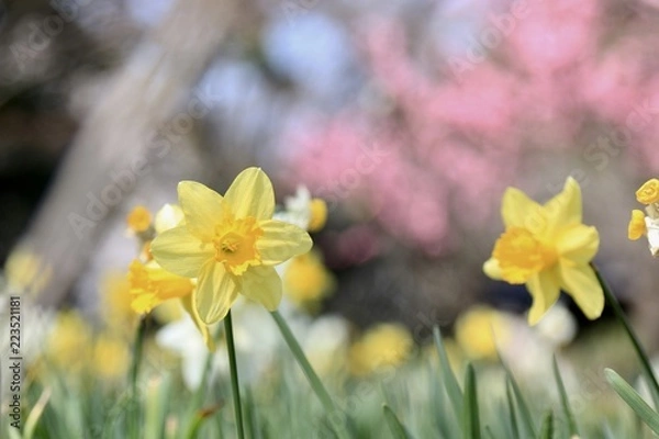 Obraz 【春の風景】スイセン