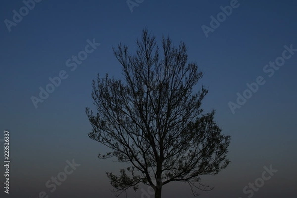 Fototapeta シンボルの木