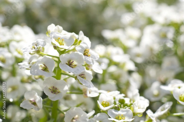 Obraz アリッサムの花