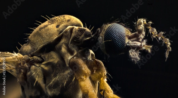 Obraz mosquito