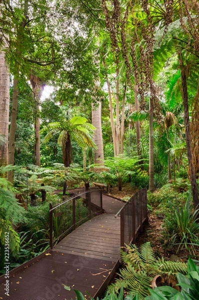 Obraz Fern Gully in the Royal Botanic Gardens of Melbourne