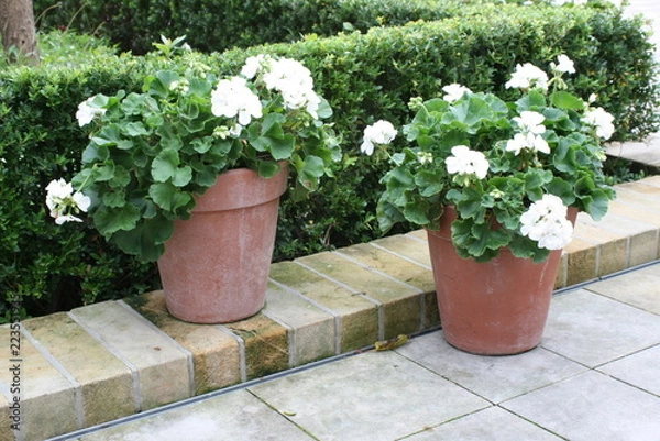 Obraz Doniczki do pelargonii