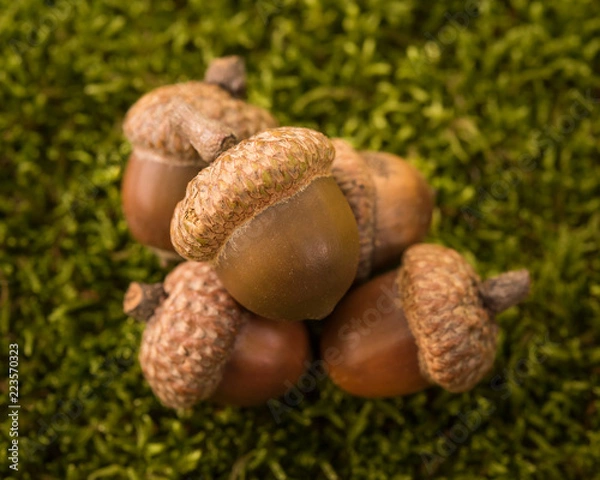 Obraz Pile of acorns