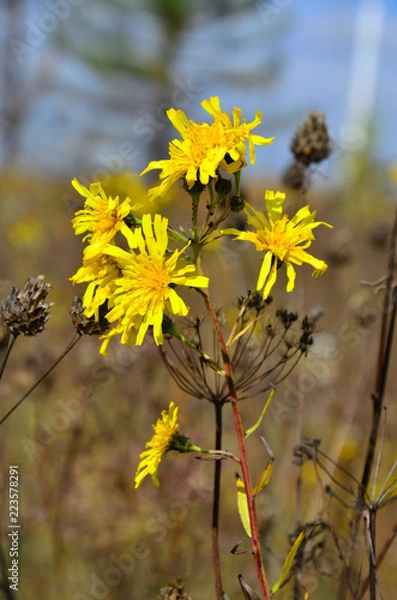 Obraz yellow wildflowers close-up