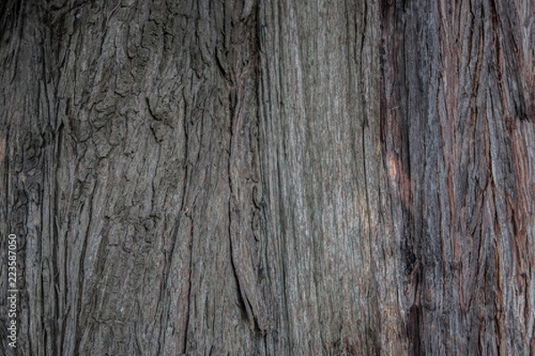 Fototapeta thuja tree bark