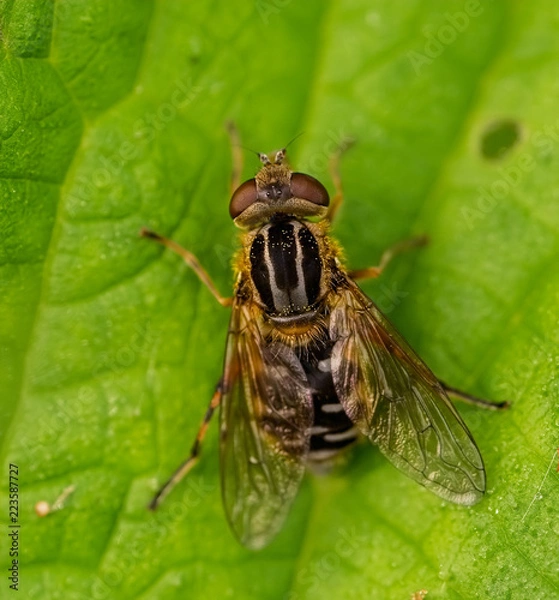 Obraz Insect resting